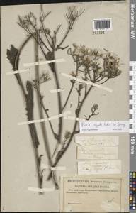 Picris hieracioides L., Eastern Europe, Central forest-and-steppe region (E6) (Russia)