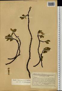 Salix jenisseensis (Fr. Schmidt) B. Floder., Siberia, Central Siberia (S3) (Russia)