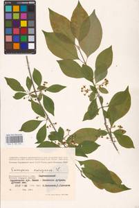 Euonymus europaeus L., Eastern Europe, Lower Volga region (E9) (Russia)