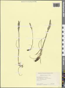 Koeleria pyramidata (Lam.) P.Beauv., Caucasus, Dagestan (K2) (Russia)