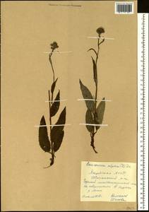 Saussurea alpina (L.) DC., Siberia, Yakutia (S5) (Russia)