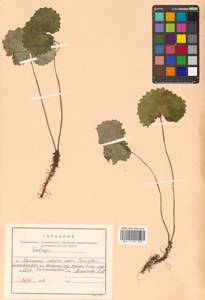 Micranthes nelsoniana subsp. nelsoniana, Siberia, Russian Far East (S6) (Russia)