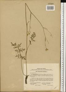 Pimpinella saxifraga L., Eastern Europe, North-Western region (E2) (Russia)