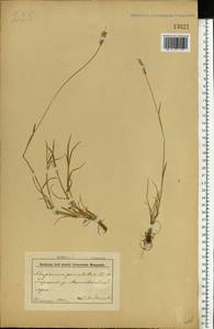 Alopecurus geniculatus L., Eastern Europe, Belarus (E3a) (Belarus)