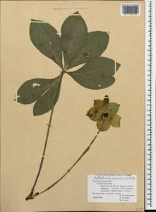 Helleborus orientalis subsp. orientalis, Caucasus, Black Sea Shore (from Novorossiysk to Adler) (K3) (Russia)