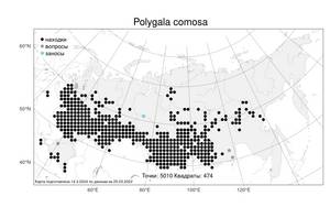 Polygala comosa Schkuhr, Atlas of the Russian Flora (FLORUS) (Russia)