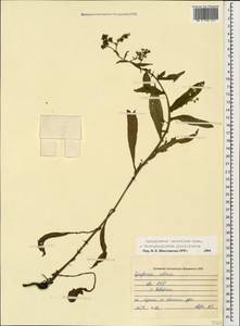 Paracynoglossum glochidiatum (Benth.) Valdés, Caucasus, Abkhazia (K4a) (Abkhazia)