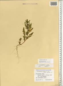 Chenopodium acerifolium Andrz., Eastern Europe, Northern region (E1) (Russia)