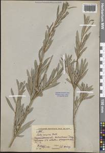 Salix caspica Pall., Eastern Europe, Lower Volga region (E9) (Russia)