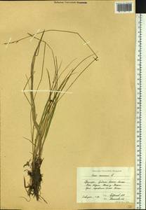 Carex canescens subsp. canescens, Siberia, Russian Far East (S6) (Russia)