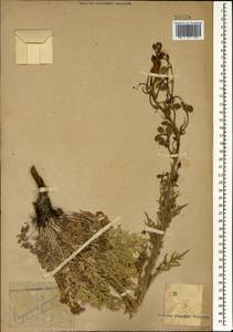 Papaver armeniacum subsp. armeniacum, Caucasus (no precise locality) (K0)