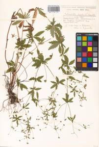 Potentilla erecta (L.) Raeusch., Eastern Europe, Moscow region (E4a) (Russia)