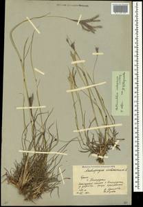 Bothriochloa ischaemum (L.) Keng, Crimea (KRYM) (Russia)