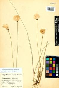 Eriophorum chamissonis C.A.Mey., Siberia, Baikal & Transbaikal region (S4) (Russia)