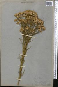 Galatella sedifolia subsp. dracunculoides (Lam.) Greuter, Middle Asia, Caspian Ustyurt & Northern Aralia (M8) (Kazakhstan)