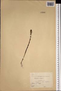 Hippuris vulgaris L., Siberia, Yakutia (S5) (Russia)