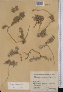 Chesneya tribuloides Nevski, Middle Asia, Pamir & Pamiro-Alai (M2) (Uzbekistan)