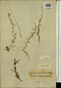 Asparagus spinescens Steud. ex Schult. & Schult.f., Africa (AFR) (South Africa)