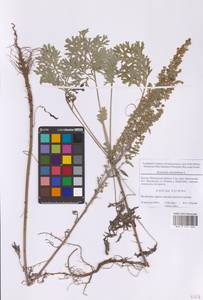 Artemisia abrotanum L., Eastern Europe, Moscow region (E4a) (Russia)
