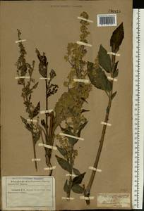 Verbascum lychnitis L., Eastern Europe, North Ukrainian region (E11) (Ukraine)