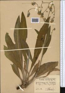 Lindelofia anchusoides subsp. anchusoides, Middle Asia, Western Tian Shan & Karatau (M3) (Uzbekistan)