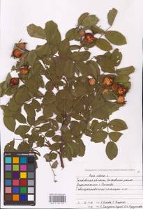 Rosa villosa L., Eastern Europe, Central forest-and-steppe region (E6) (Russia)