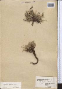 Oxytropis stracheana Baker, Middle Asia, Pamir & Pamiro-Alai (M2) (Kyrgyzstan)