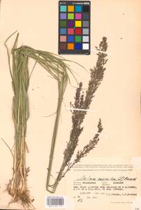 Molinia caerulea (L.) Moench, Eastern Europe, Moscow region (E4a) (Russia)