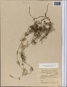 Myriophyllum spicatum L., Middle Asia, Northern & Central Kazakhstan (M10) (Kazakhstan)