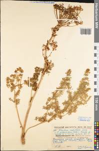 Ferulago galbanifera (Mill.) W. D. J. Koch, Eastern Europe, North Ukrainian region (E11) (Ukraine)