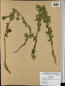 Lactuca serriola L., Eastern Europe, Central region (E4) (Russia)