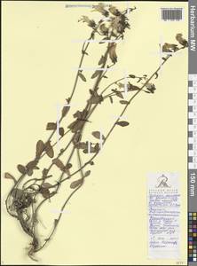 Campanula longistyla Fomin, Caucasus, Black Sea Shore (from Novorossiysk to Adler) (K3) (Russia)