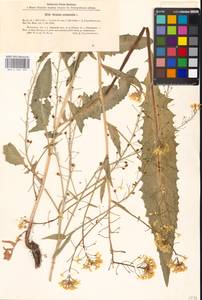 Bunias orientalis L., Eastern Europe, Moscow region (E4a) (Russia)