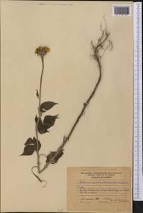 Verbesina encelioides (Cav.) Benth. & Hook. fil. ex A. Gray, America (AMER) (Cuba)