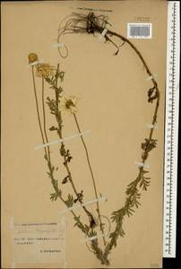 Cota triumfettii (L.) Gay, Caucasus, Stavropol Krai, Karachay-Cherkessia & Kabardino-Balkaria (K1b) (Russia)