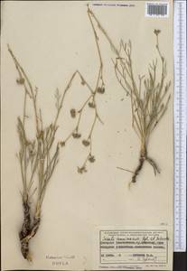 Seseli tenuisectum Regel & Schmalh., Middle Asia, Western Tian Shan & Karatau (M3) (Tajikistan)