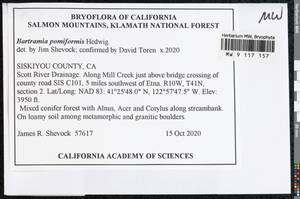 Bartramia pomiformis Hedw., Bryophytes, Bryophytes - America (BAm) (United States)