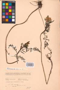 MHA 0 162 306, Pedicularis sibirica Vved., Eastern Europe, Eastern region (E10) (Russia)