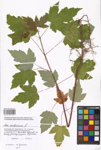 Acer saccharinum L., Eastern Europe, Moscow region (E4a) (Russia)