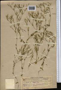 Centaurium pulchellum var. meyeri (Bunge) Omer, Middle Asia, Caspian Ustyurt & Northern Aralia (M8) (Kazakhstan)