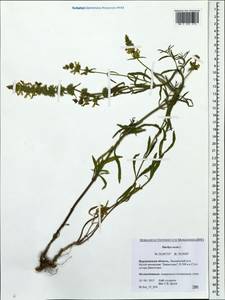 Stachys recta L., Eastern Europe, Central forest-and-steppe region (E6) (Russia)