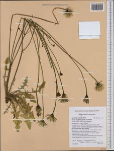 Hypochaeris radicata L., Western Europe (EUR) (United Kingdom)