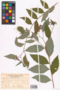 Spiraea japonica L. fil., Eastern Europe, Moscow region (E4a) (Russia)