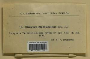 Dicranum groenlandicum Brid., Bryophytes, Bryophytes - Karelia, Leningrad & Murmansk Oblasts (B4) (Russia)