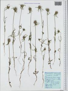 Lomelosia divaricata (Jacq.) Greuter & Burdet, Crimea (KRYM) (Russia)