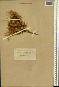 Astragalus caspicus subsp. caspicus, South Asia, South Asia (Asia outside ex-Soviet states and Mongolia) (ASIA) (Turkey)