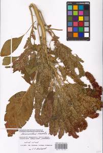 Amaranthus cruentus L., Eastern Europe, Western region (E3) (Russia)
