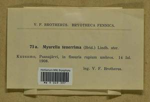 Myurella tenerrima (Brid.) Lindb., Bryophytes, Bryophytes - Karelia, Leningrad & Murmansk Oblasts (B4) (Russia)