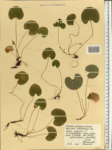 Viola palustris L., Eastern Europe, Northern region (E1) (Russia)