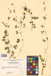 Potentilla centigrana Maxim., Siberia, Russian Far East (S6) (Russia)